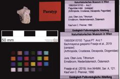 Foto (Objekt + Etiketten) von Bachmayerus gasparici (Fraaije et al., 2019) (NHMW-GEO-1990-0041-0193)